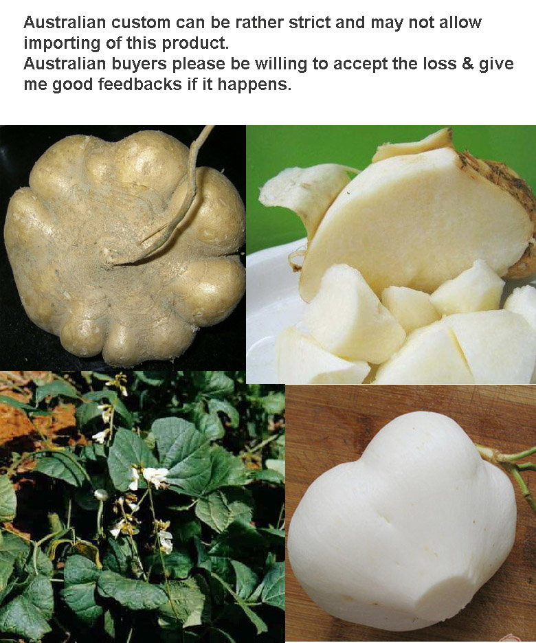 5 Jicama Pachyrhizus erosus Yam Bean Mexican Turnip Potato Beetroot